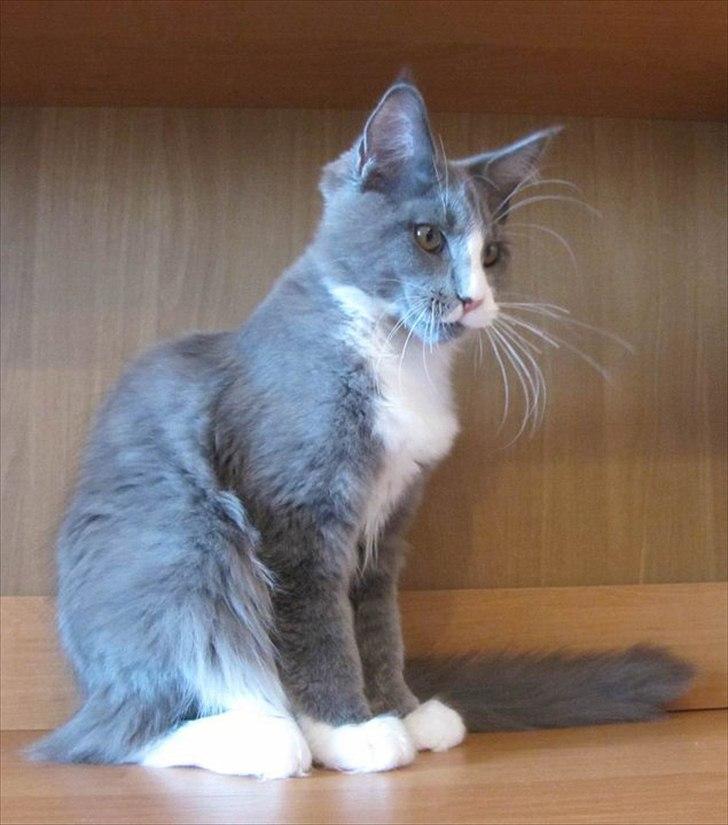 Maine Coon Bluesmaine D´Blue Nanok for Krammedyret - Nanok 16 uger gammel billede 1