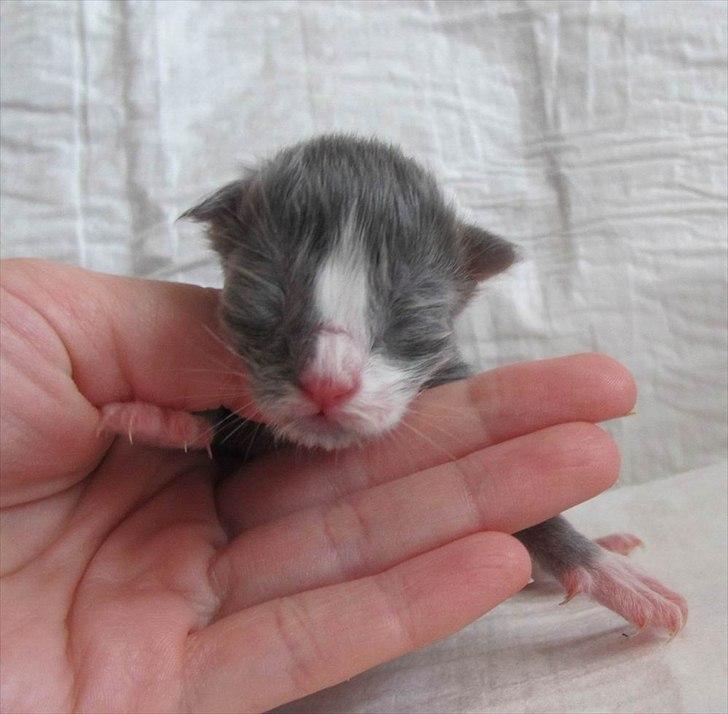 Maine Coon Bluesmaine D´Blue Nanok for Krammedyret - Nanok 1 dag gammel billede 2