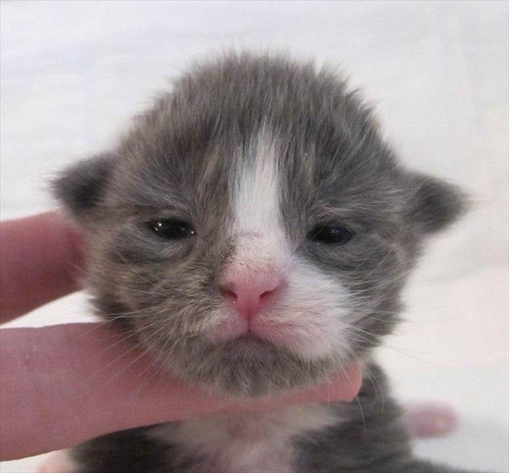 Maine Coon Bluesmaine D´Blue Nanok for Krammedyret - Nanok 1 uge gammel billede 3