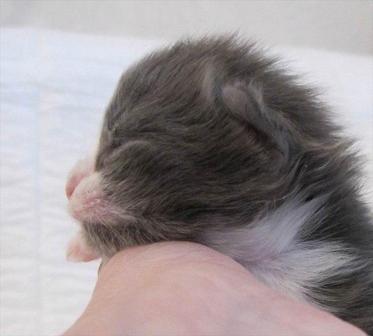 Maine Coon Bluesmaine D´Blue Nanok for Krammedyret - Nanok 1 uge gammel billede 4