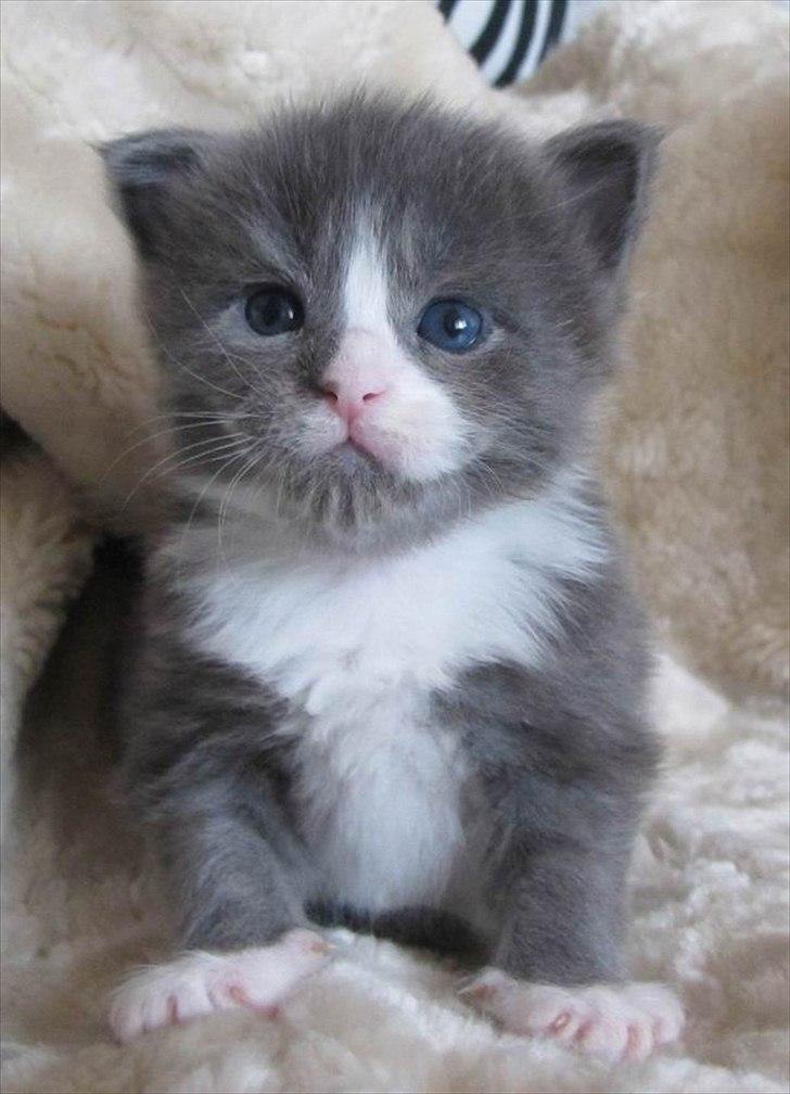 Maine Coon Bluesmaine D´Blue Nanok for Krammedyret - Nanok 3 uger gammel billede 5