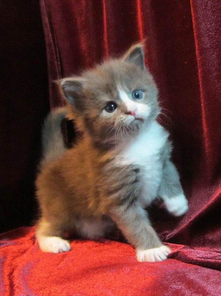 Maine Coon Bluesmaine D´Blue Nanok for Krammedyret - Nanok 4 uger gammel billede 6