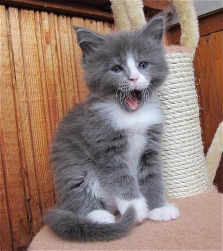 Maine Coon Bluesmaine D´Blue Nanok for Krammedyret - Nanok 6 uger gammel billede 7