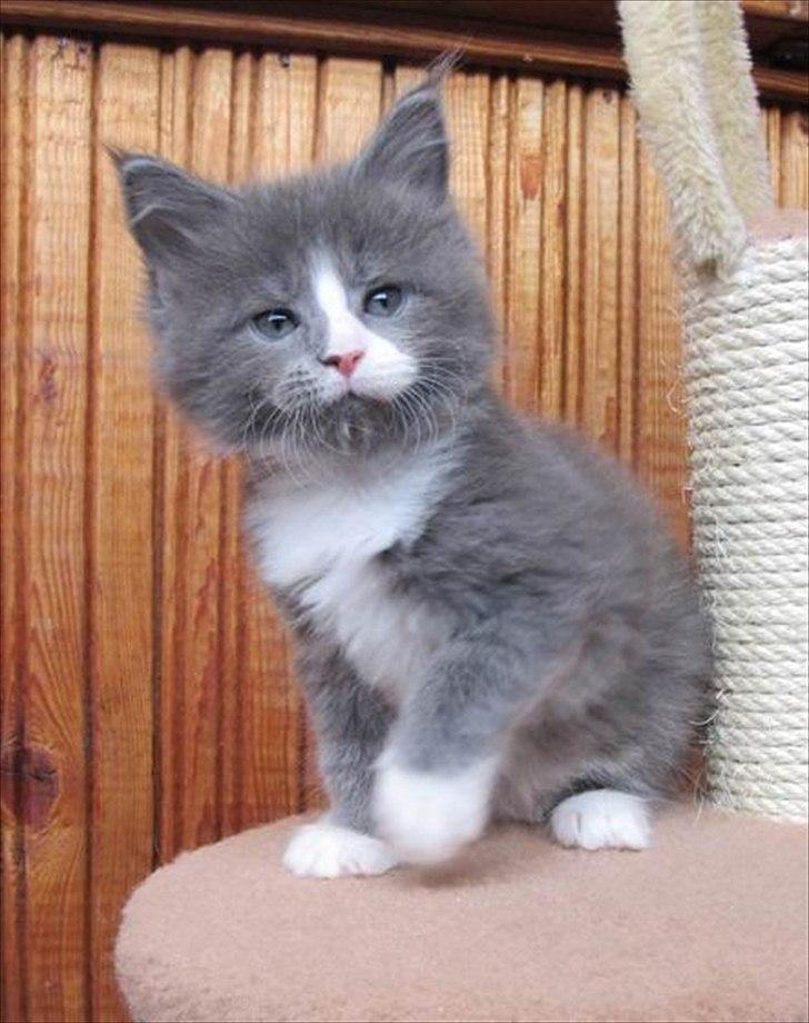 Maine Coon Bluesmaine D´Blue Nanok for Krammedyret - Nanok 6 uger gammel billede 8