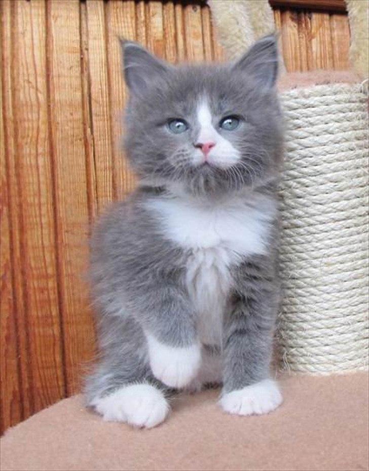 Maine Coon Bluesmaine D´Blue Nanok for Krammedyret - Nanok 7 uger gammel billede 9