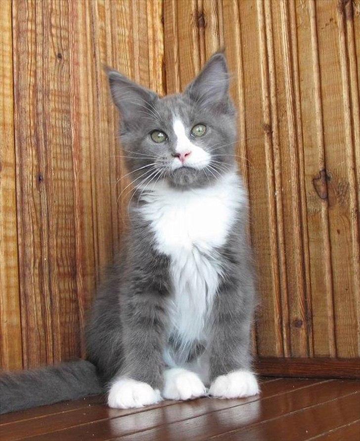 Maine Coon Bluesmaine D´Blue Nanok for Krammedyret - Nanok 12 uger gammel billede 10