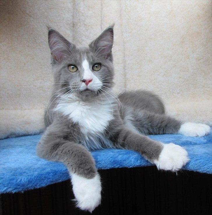 Maine Coon Bluesmaine D´Blue Nanok for Krammedyret - Nanok 15 uger gammel billede 11