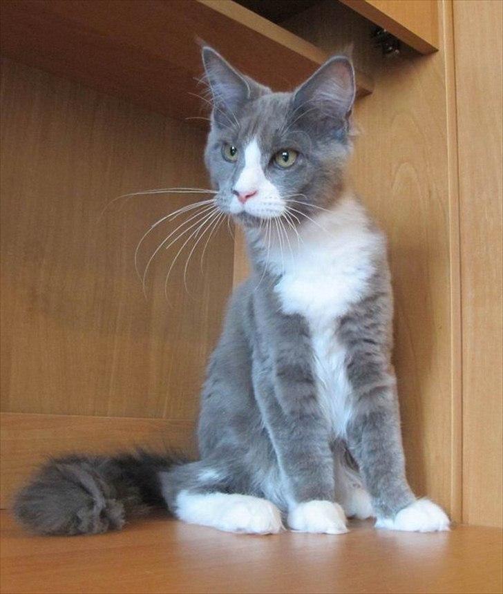 Maine Coon Bluesmaine D´Blue Nanok for Krammedyret - Nanok 16 uger gammel billede 12