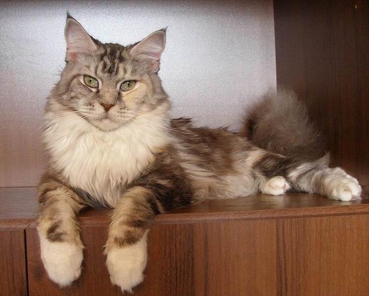 Maine Coon Bluesmaine D´Blue Nanok for Krammedyret - Nanok´s smukke mor billede 13