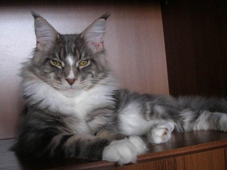 Maine Coon Bluesmaine D´Blue Nanok for Krammedyret - Nanok´s smukke far billede 14