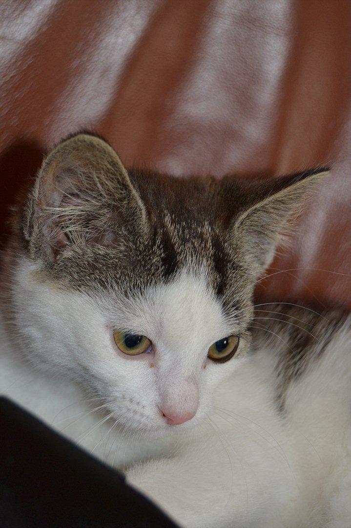 Huskat SILKE (fin) billede 1