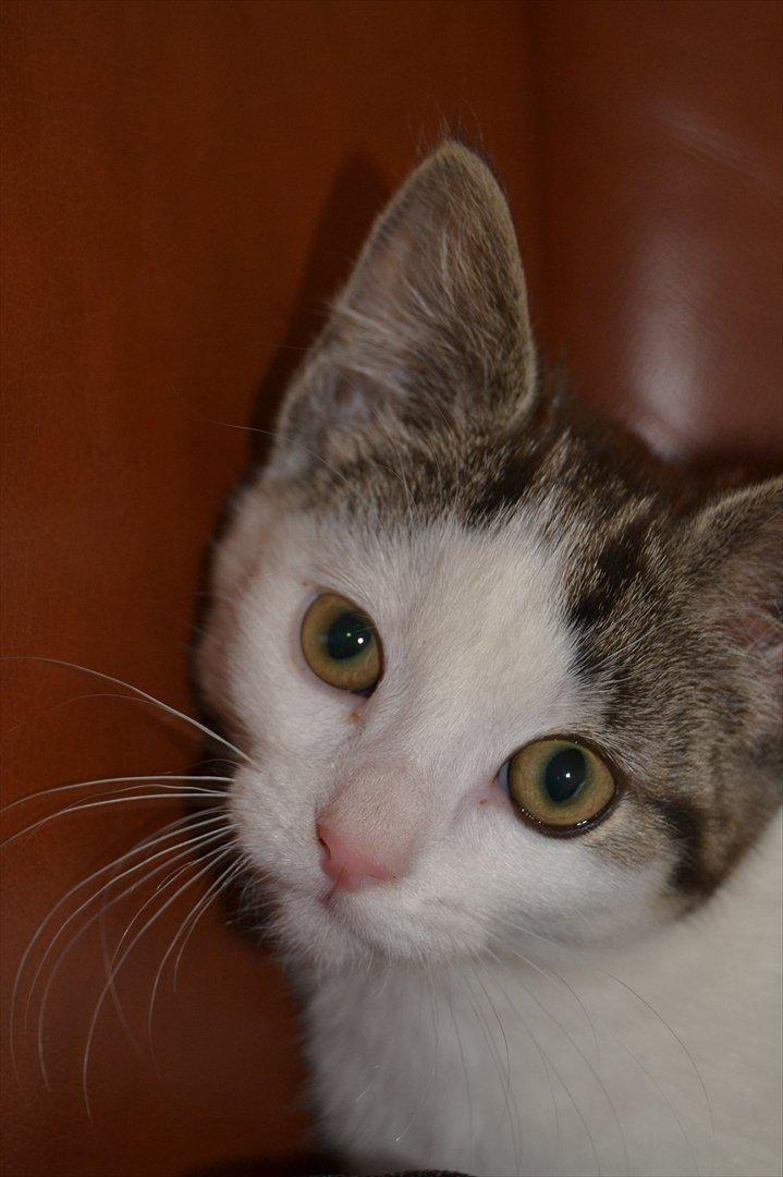 Huskat SILKE (fin) billede 2