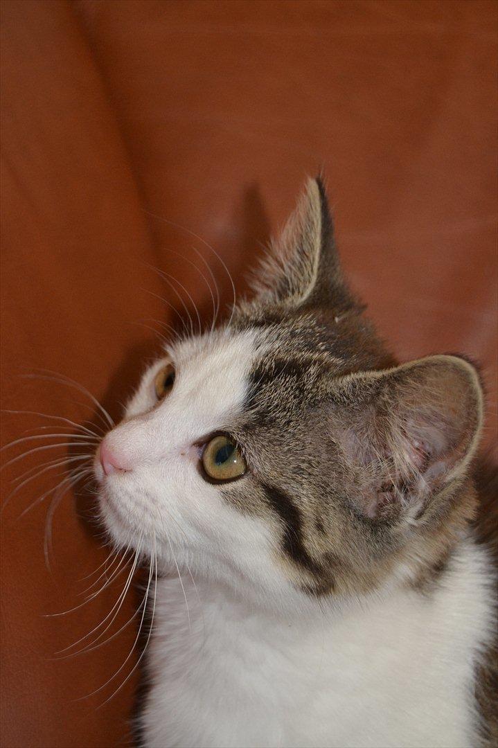 Huskat SILKE (fin) billede 3