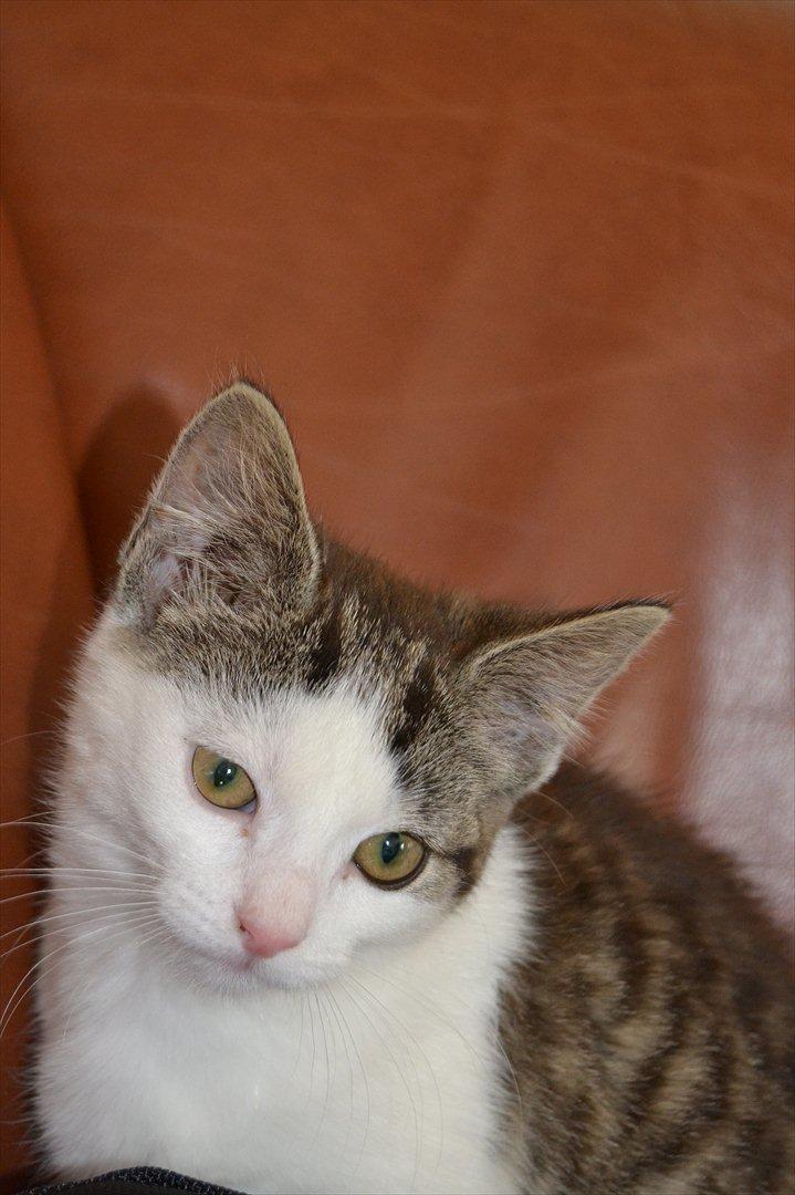 Huskat SILKE (fin) billede 4