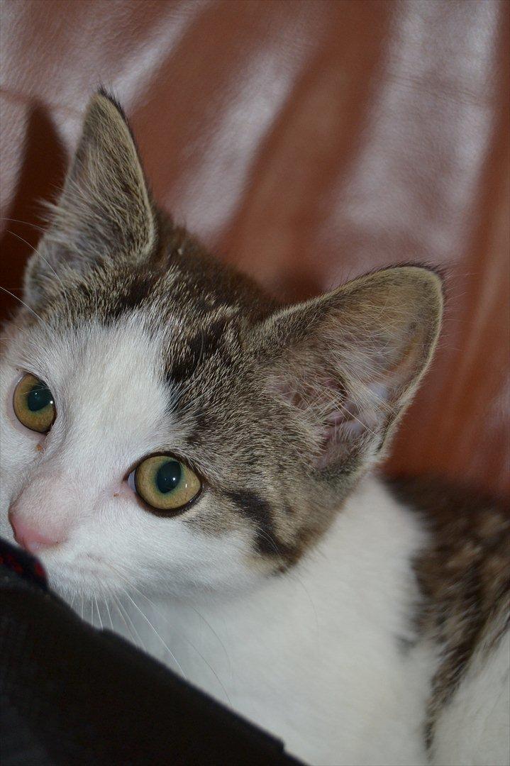 Huskat SILKE (fin) billede 5