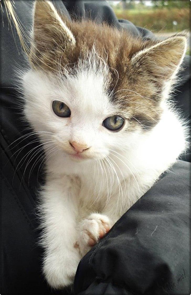 Huskat SILKE (fin) billede 6