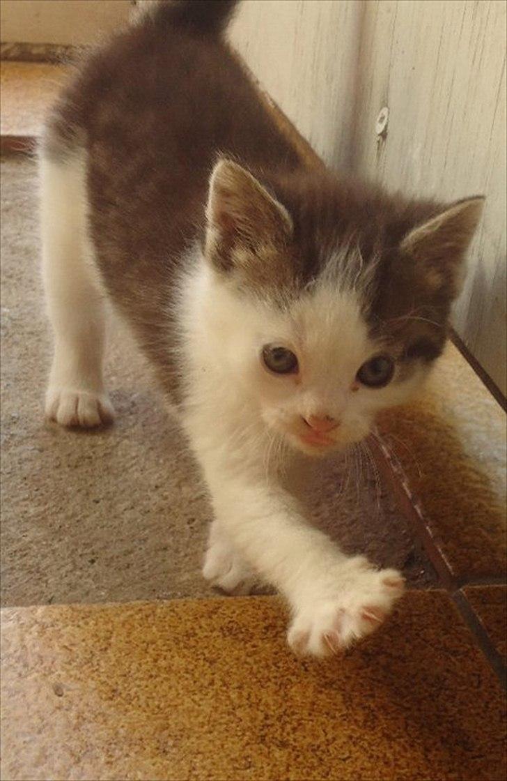 Huskat SILKE (fin) billede 8