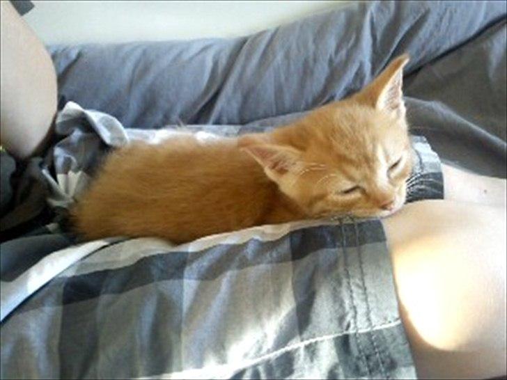 Blanding af racer Carlos billede 2