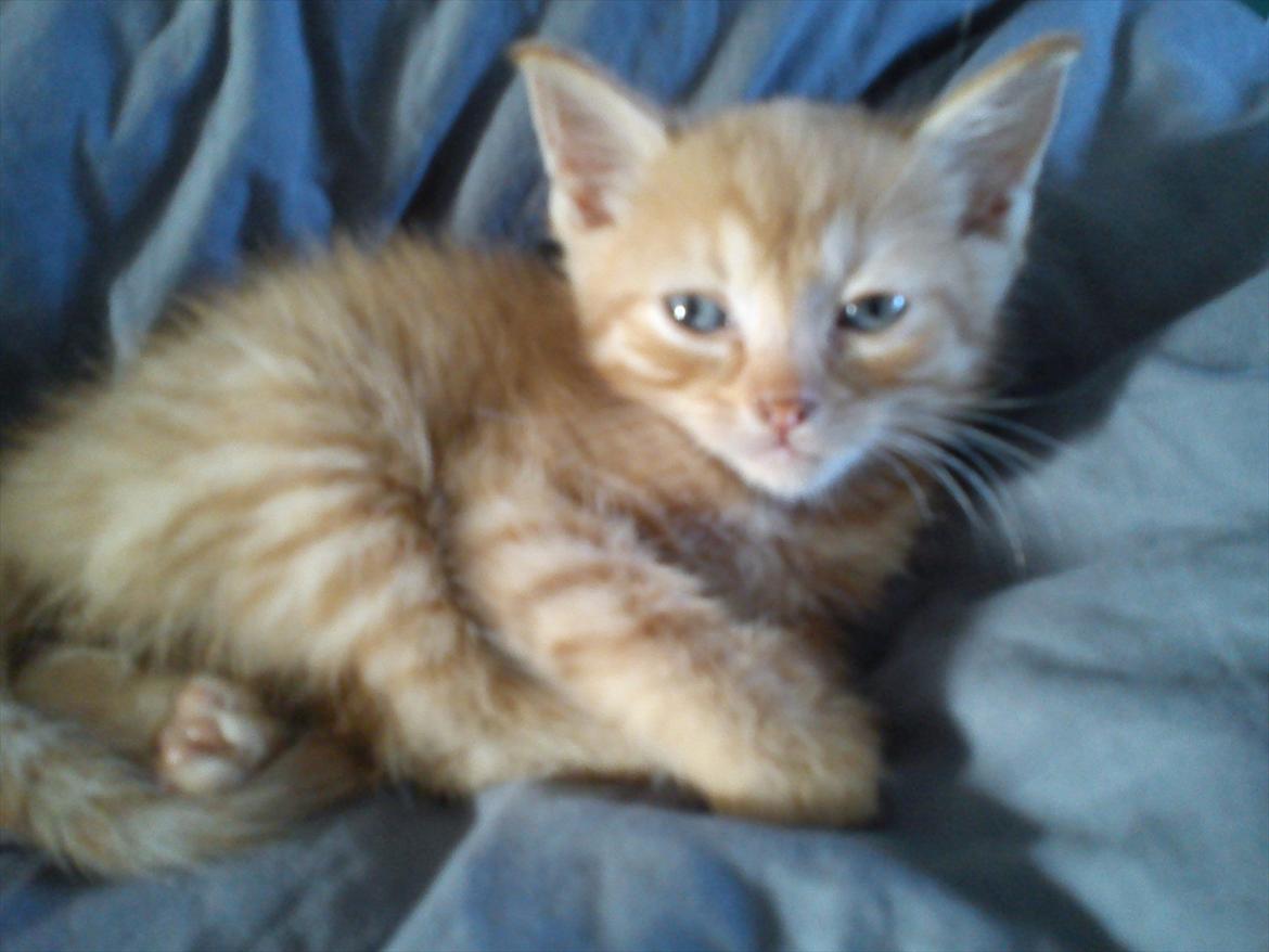 Blanding af racer Carlos billede 3