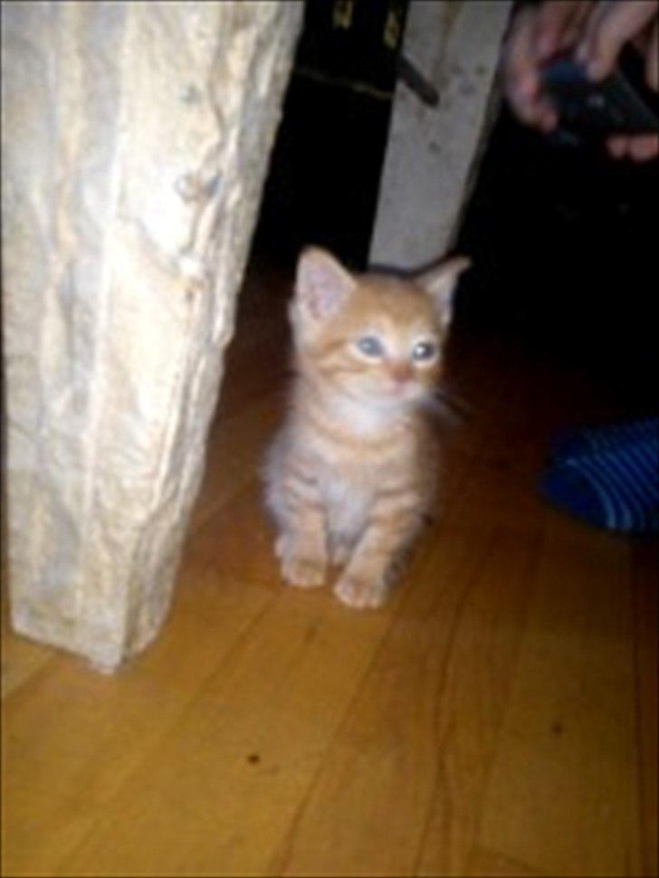 Blanding af racer Carlos billede 4