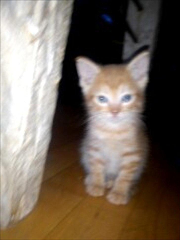 Blanding af racer Carlos billede 5