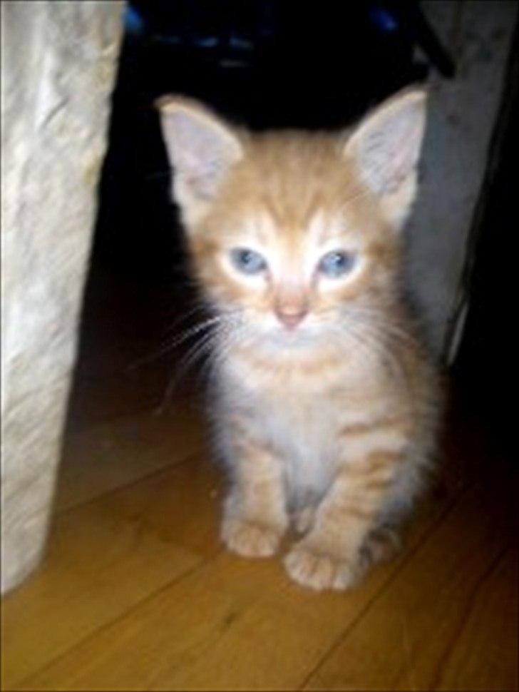 Blanding af racer Carlos billede 6