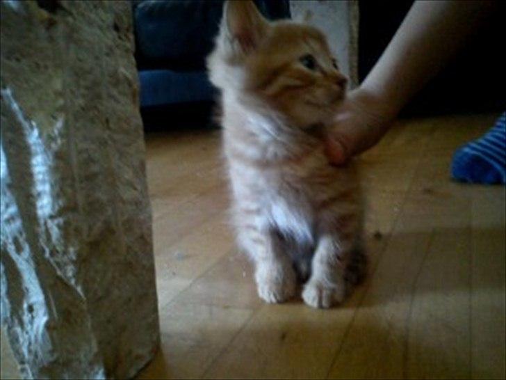 Blanding af racer Carlos billede 7