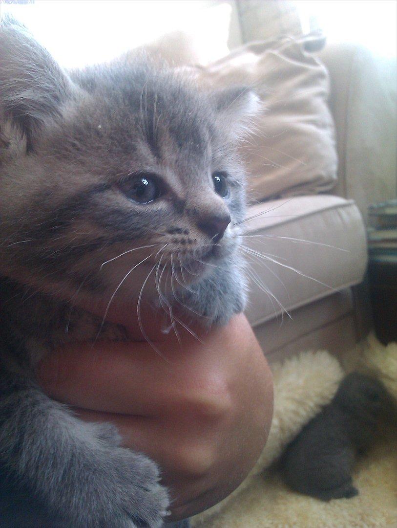 Blanding af racer Gurli billede 1