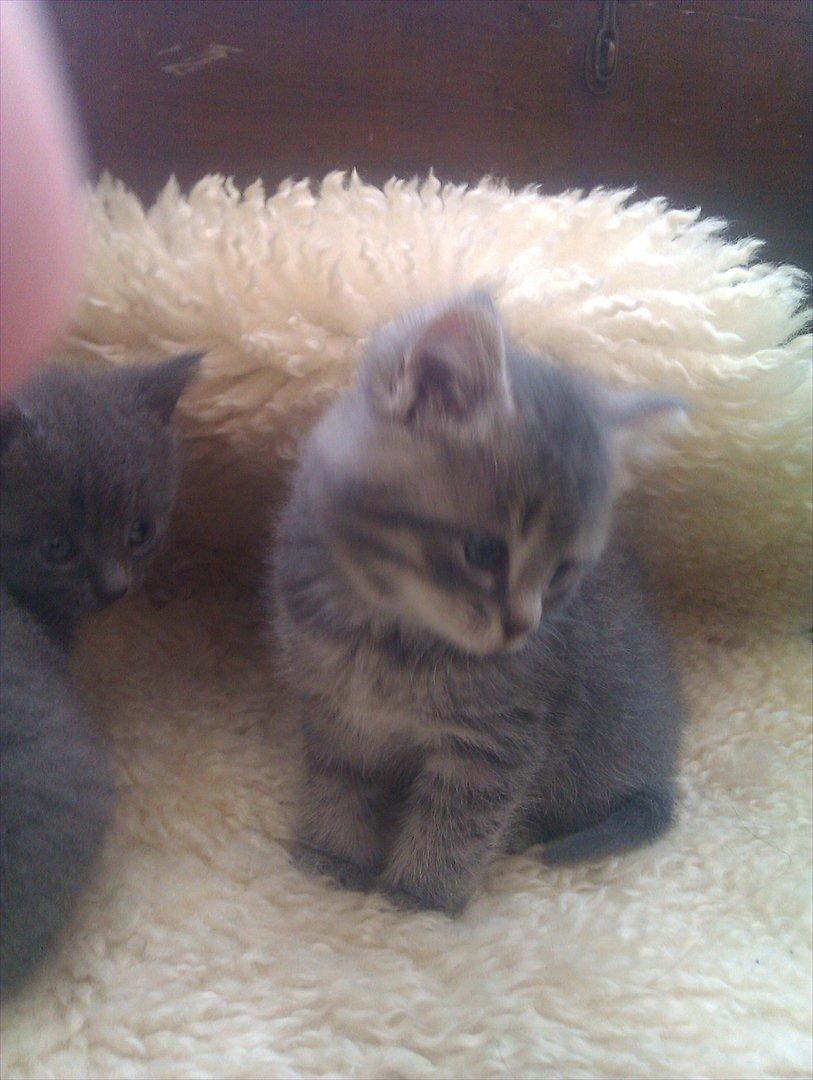 Blanding af racer Gurli billede 2