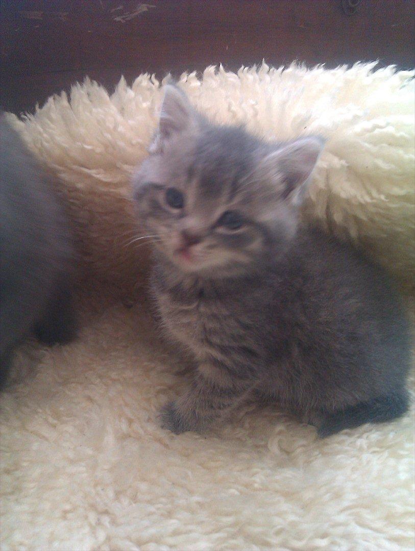 Blanding af racer Gurli billede 3