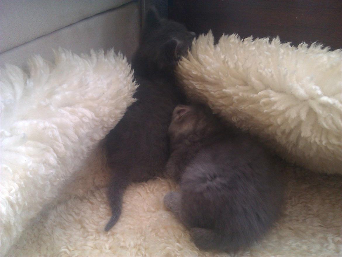 Blanding af racer Gurli billede 4