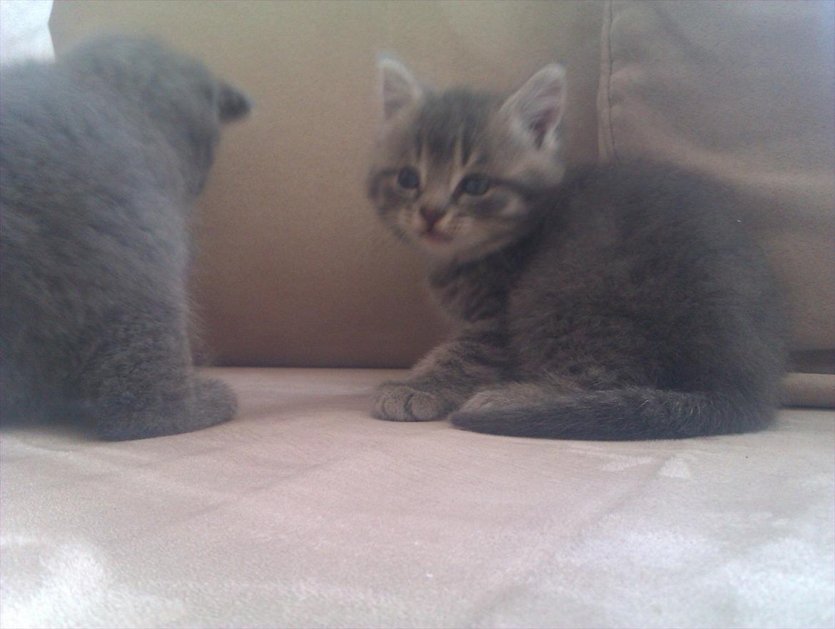 Blanding af racer Gurli billede 5