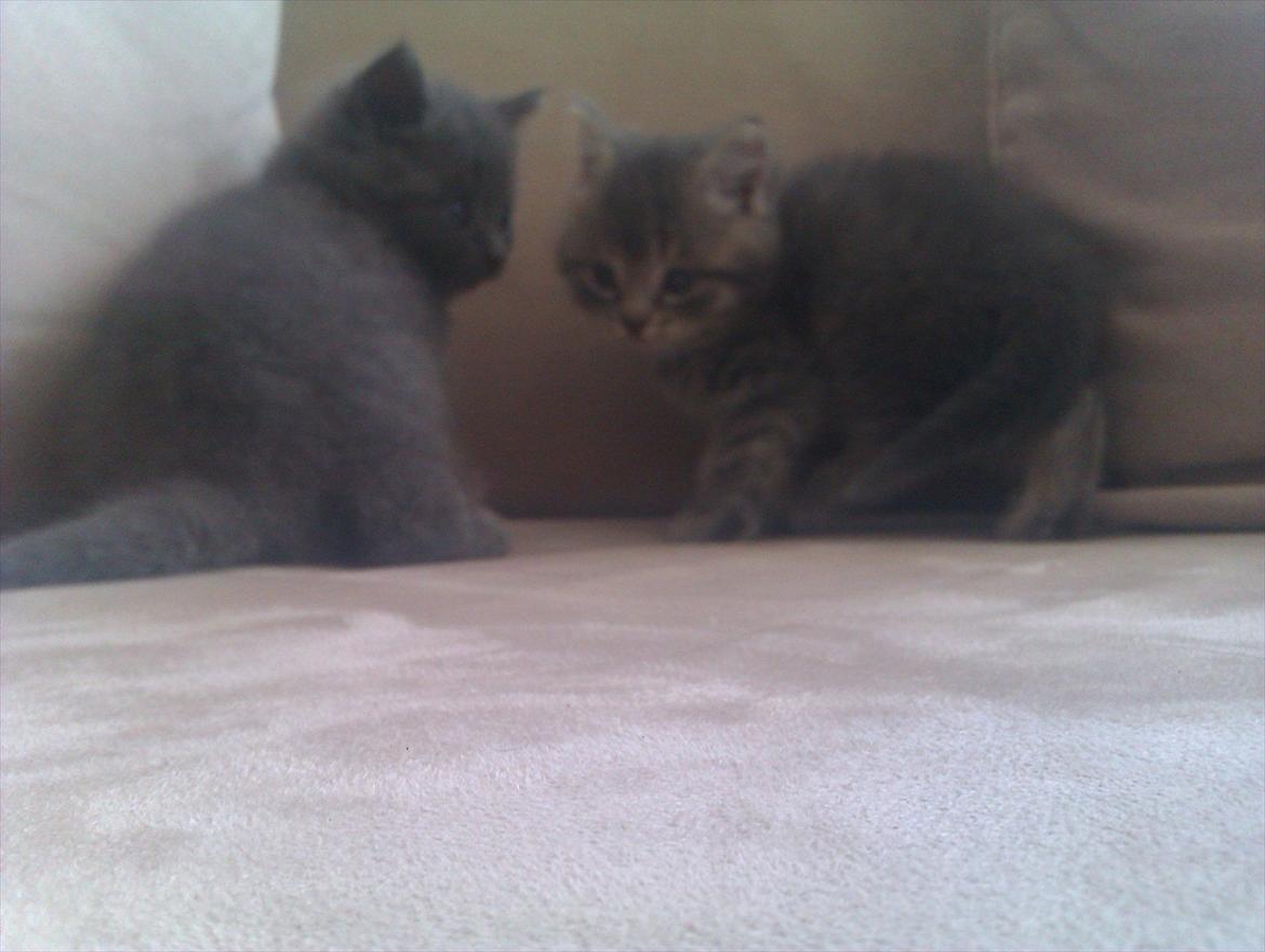 Blanding af racer Gurli billede 6