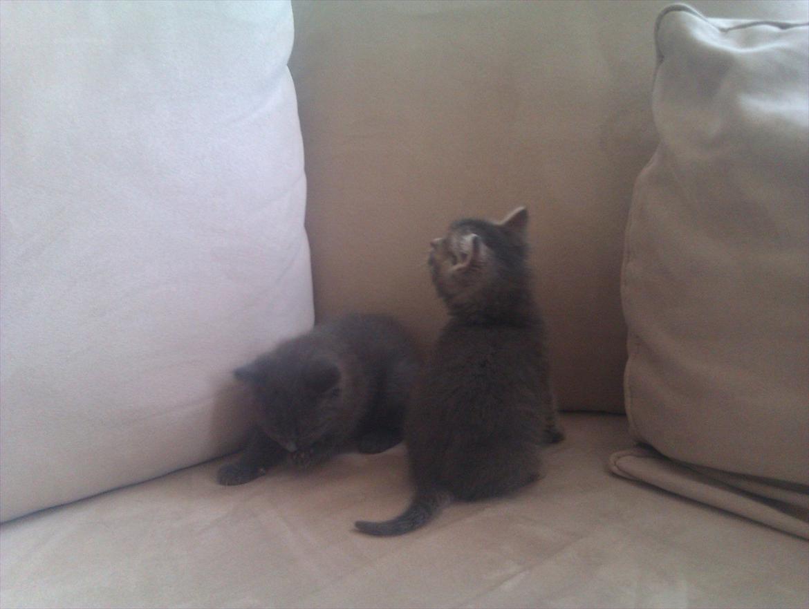 Blanding af racer Gurli billede 7