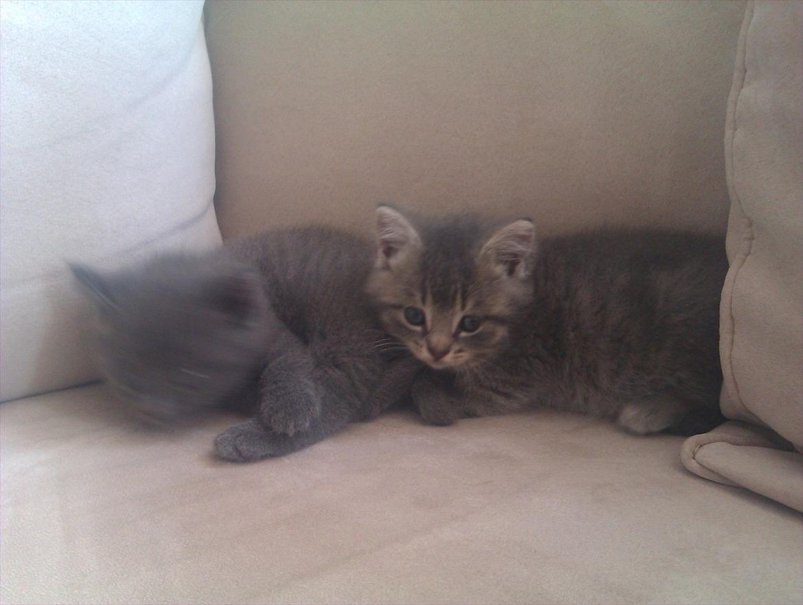 Blanding af racer Gurli billede 8