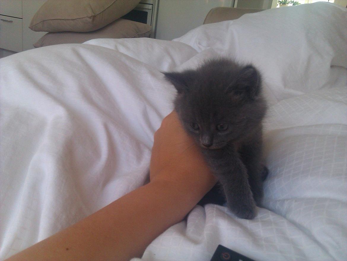 Blanding af racer Bodil billede 1