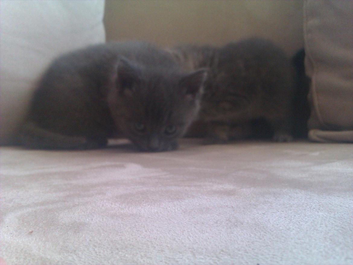 Blanding af racer Bodil billede 5