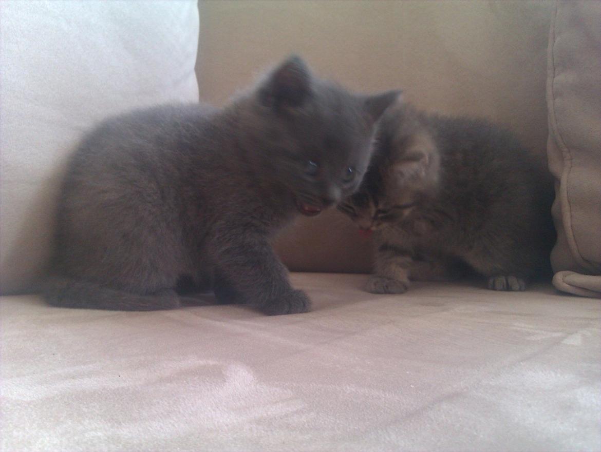 Blanding af racer Bodil billede 6