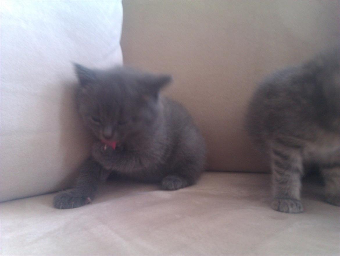 Blanding af racer Bodil billede 7