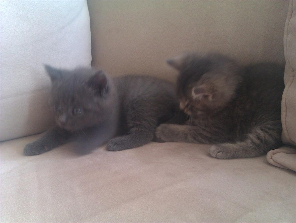 Blanding af racer Bodil billede 8