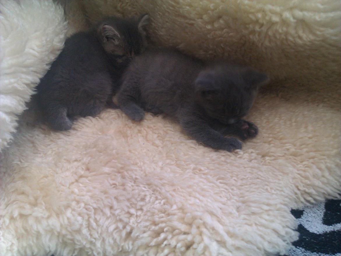 Blanding af racer Bodil billede 9