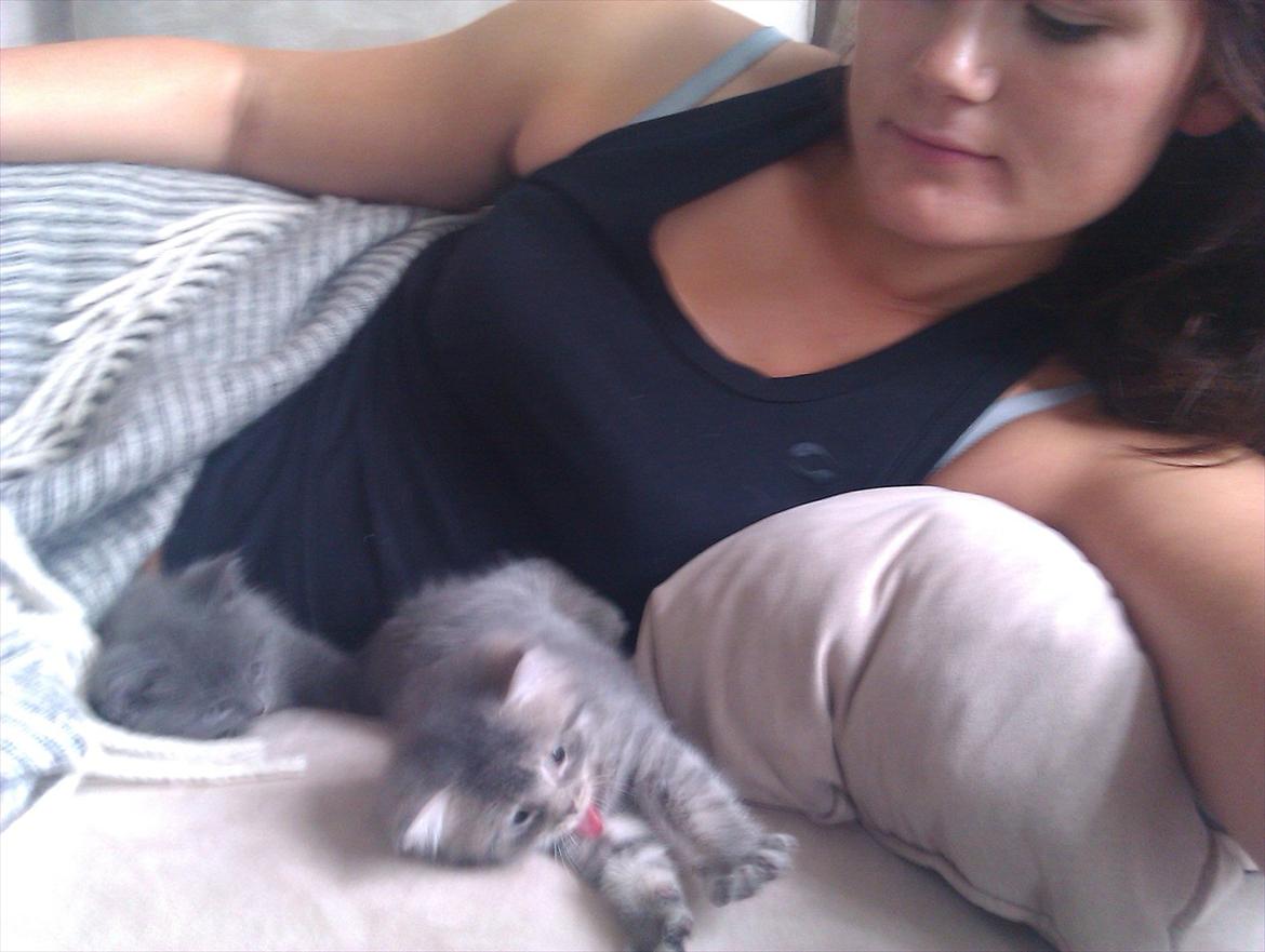 Blanding af racer Bodil billede 12