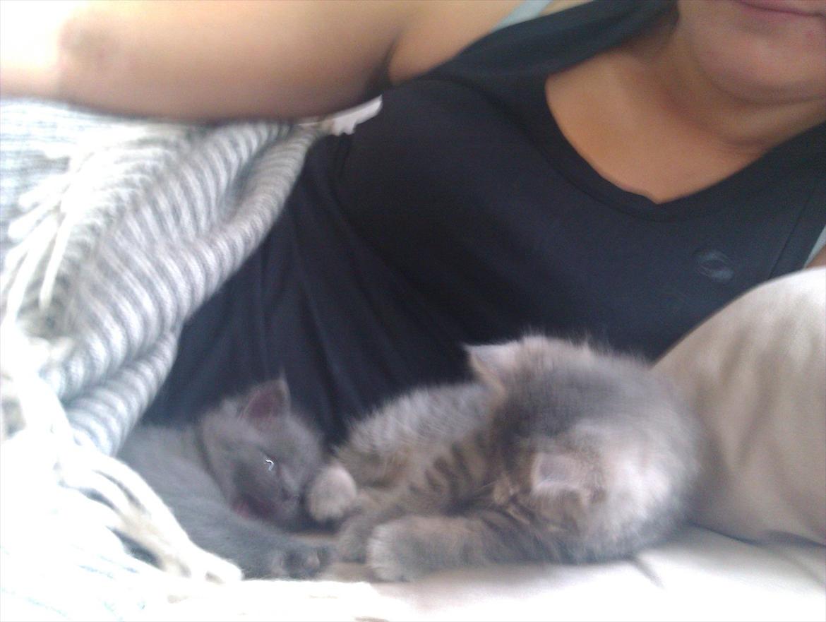 Blanding af racer Gurli billede 9