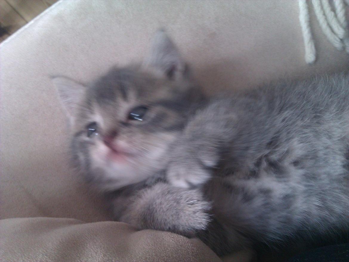 Blanding af racer Gurli billede 11