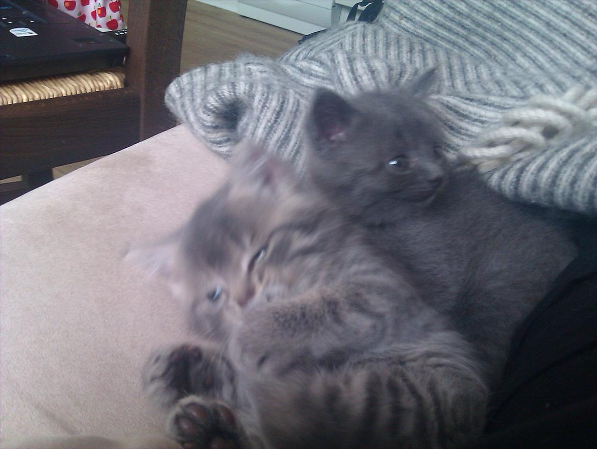 Blanding af racer Gurli billede 12