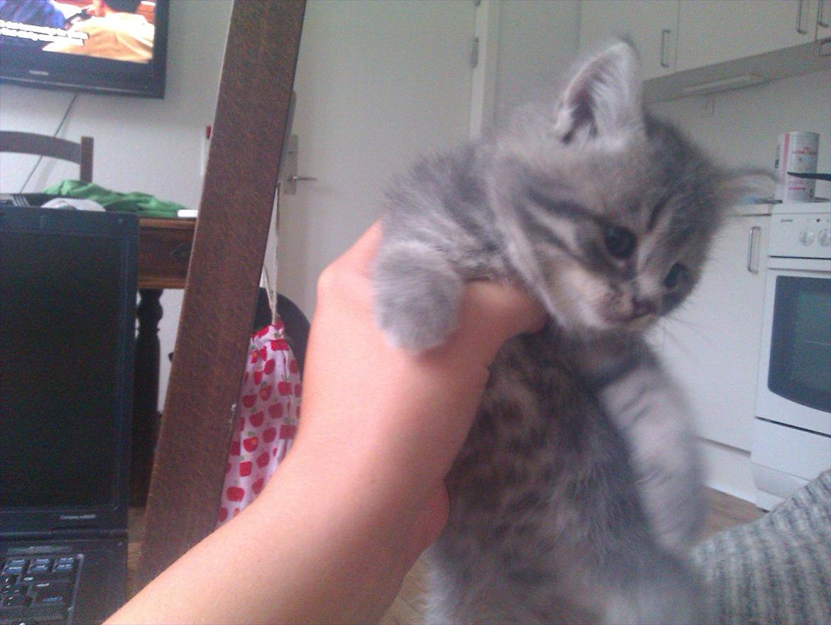 Blanding af racer Gurli billede 13