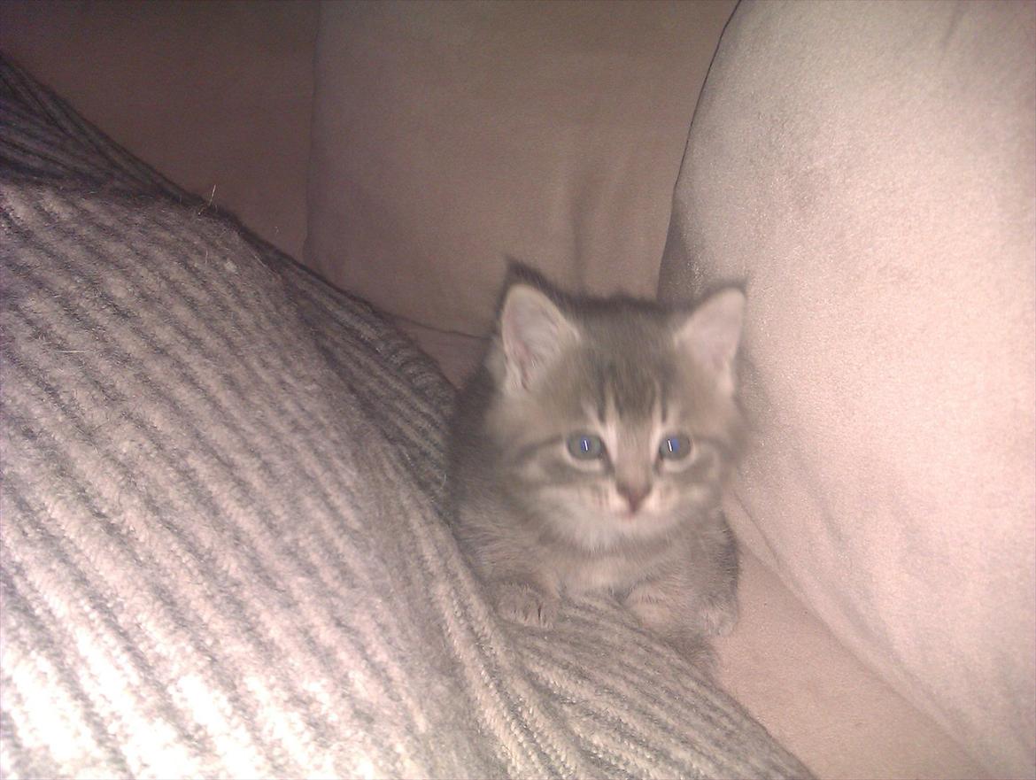 Blanding af racer Gurli billede 14