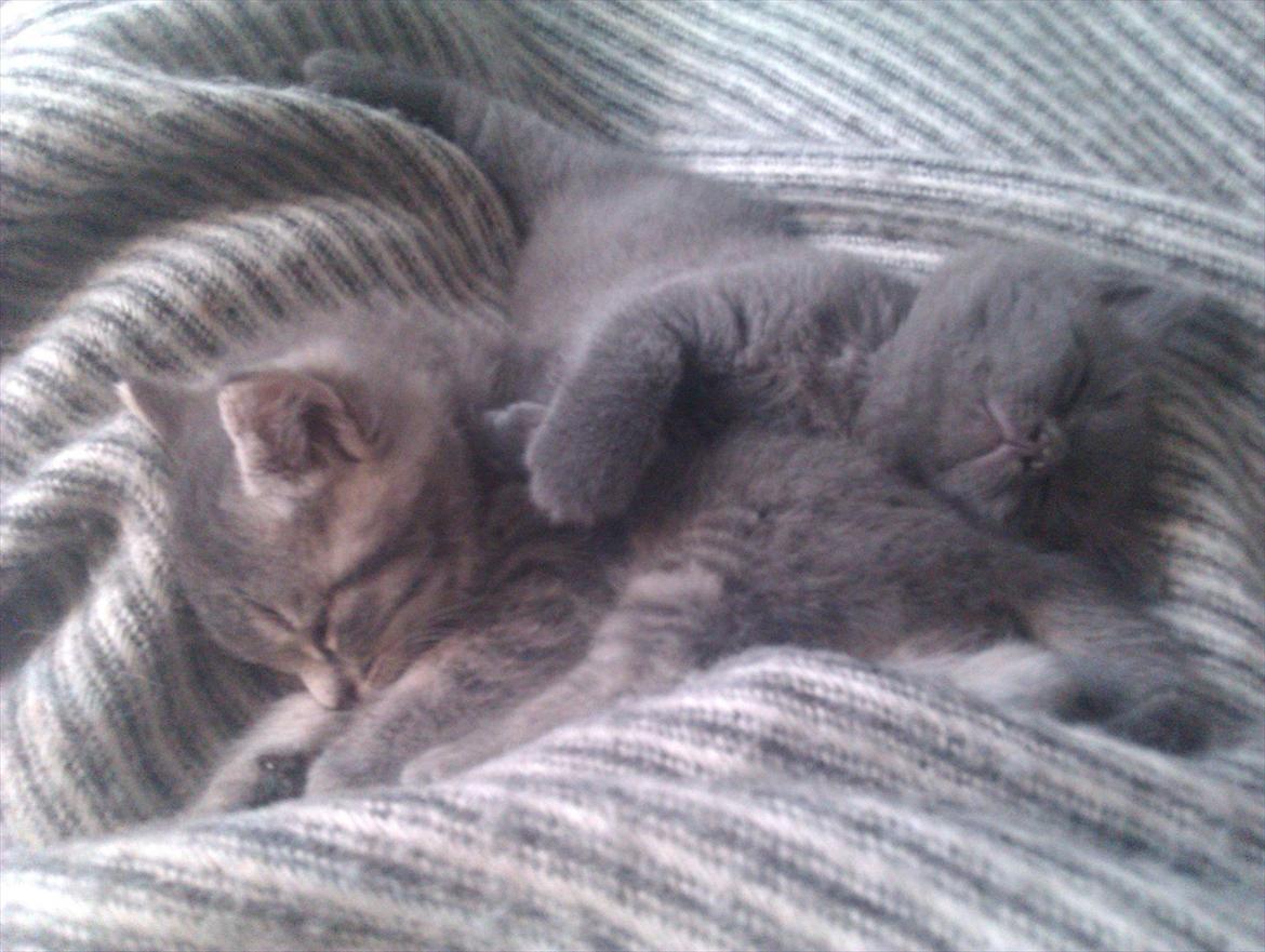 Blanding af racer Gurli billede 15