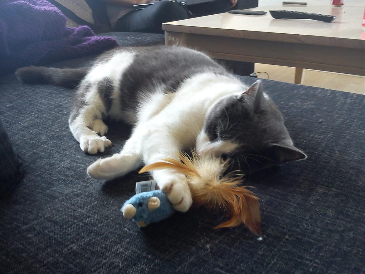 Huskat Minni - Nyt legetøj, som ingen skal stikke af med billede 1