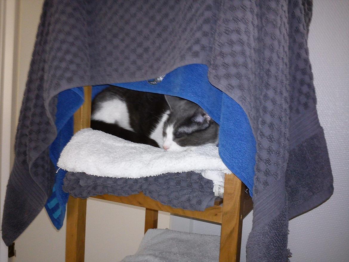 Huskat Minni billede 2